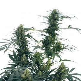 Sensi Seeds Guerrilla's Gusto (Обычные)