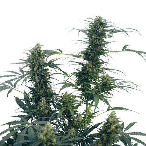 Sensi Seeds Guerrilla's Gusto (Обычные)