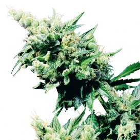 Sensi Seeds Hash Plant (Обычные)