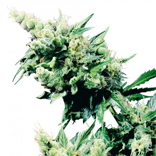 Sensi Seeds Hash Plant (Обычные)