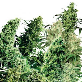 Sensi Seeds Indoor Mix (Обычные)