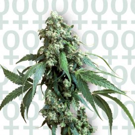 Sensi Seeds Jack Flash #5 (Феминизированные)