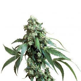 Sensi Seeds Jack Flash (Обычные)