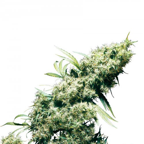 Sensi Seeds Jamaican Pearl (Феминизированные)