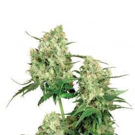 Sensi Seeds Maple Leaf Indica (Обычные)