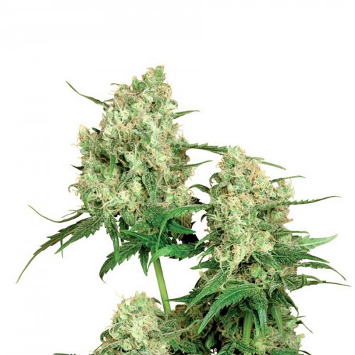 Sensi Seeds Maple Leaf Indica (Обычные)