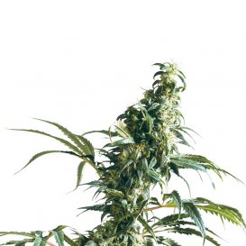 Sensi Seeds Mexican Sativa (Обычные)