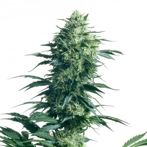 Sensi Seeds Mother's Finest (Обычные)