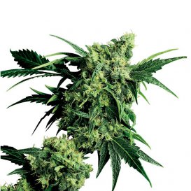 Sensi Seeds Mr Nice G13 x Hash Plant (Обычные)