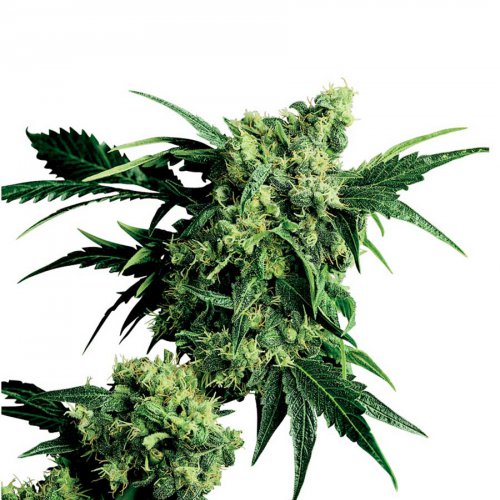 Sensi Seeds Mr Nice G13 x Hash Plant (Обычные)