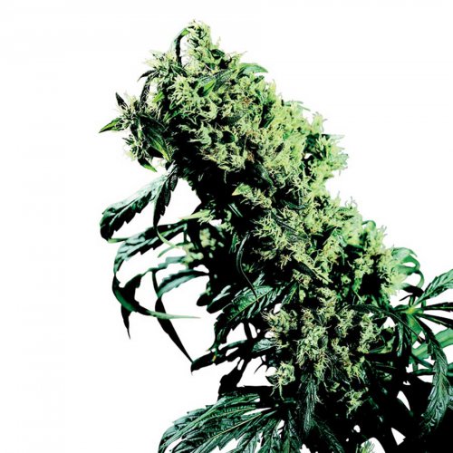 Sensi Seeds Northern Lights #5 x Haze (Обычные)