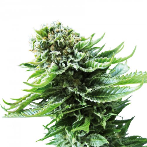 Sensi Seeds Northern Lights (Автоцветущие феминизированные)
