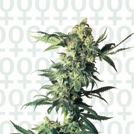 Sensi Seeds Northern Lights (Феминизированные)