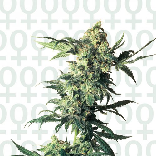 Sensi Seeds Northern Lights (Обычные)