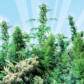 Sensi Seeds Outdoor Mix (Обычные)