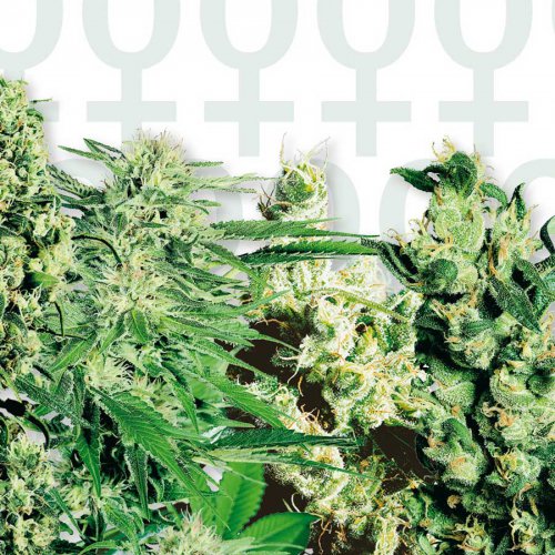 Sensi Seeds Mixed (Феминизированные)