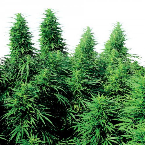 Sensi Seeds Ruderalis Skunk (Обычные)