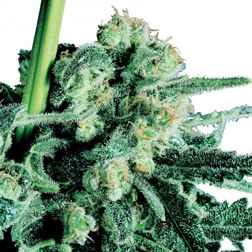 Sensi Seeds Sensi Skunk (Обычные)