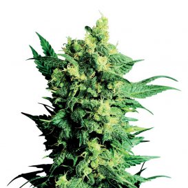 Sensi Seeds Shiva Shanti II (Обычные)