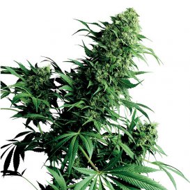 Sensi Seeds Shiva Shanti (Обычные)
