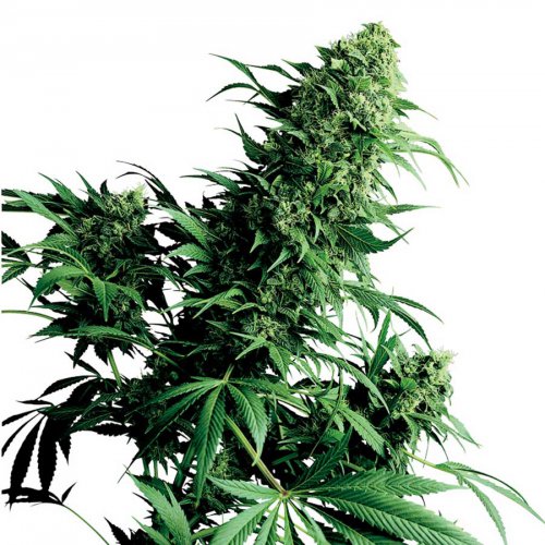 Sensi Seeds Shiva Shanti (Обычные)