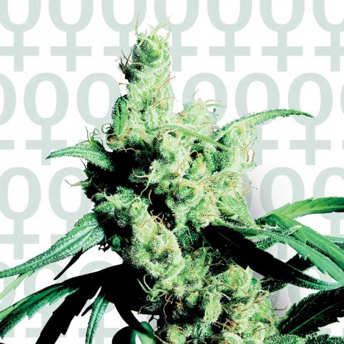 Sensi Seeds Silver Haze #9 (Феминизированные)