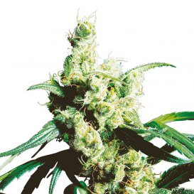 Sensi Seeds Silver Haze (Обычные)