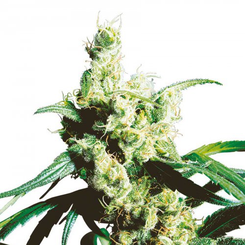 Sensi Seeds Silver Haze (Обычные)