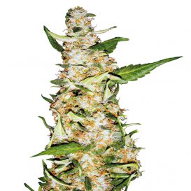 Sensi Seeds Skunk #1 (Автоцветущие феминизированные)