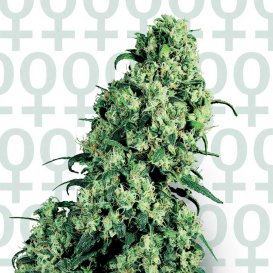 Sensi Seeds Skunk #1 (Обычные)