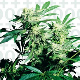 Sensi Seeds Skunk Kush (Обычные)