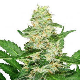 Sensi Seeds Super Skunk (Автоцветущие феминизированные)