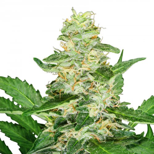 Sensi Seeds Super Skunk (Автоцветущие феминизированные)
