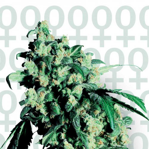 Sensi Seeds Super Skunk (Феминизированные)