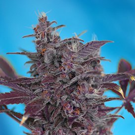 Sweet Seeds Black Cream (Автоцветущие феминизированные)