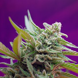 Sweet Seeds Black Jack (Автоцветущие феминизированные)