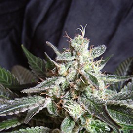 Sweet Seeds Black Jack (Феминизированные)