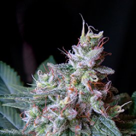 Sweet Seeds Cream Caramel (Феминизированные)
