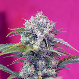 Sweet Seeds Cream Mandarine (Автоцветущие феминизированные)