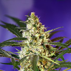 Sweet Seeds Fast Bud #2 (Автоцветущие феминизированные)
