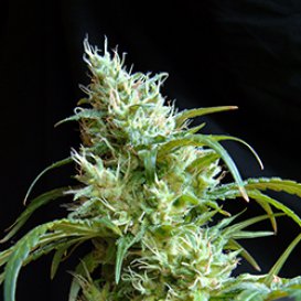 Sweet Seeds Flash Back #2 (Феминизированные)