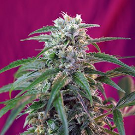 Sweet Seeds Green Poison (Автоцветущие феминизированные)