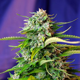 Sweet Seeds Jack 47 (Автоцветущие феминизированные)