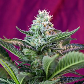 Sweet Seeds Mohan Ram (Автоцветущие феминизированные)