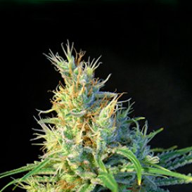Psicodelicia (Феминизированные)