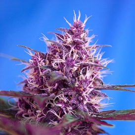 Sweet Seeds Red Poison (Автоцветущие феминизированные)