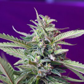 Sweet Seeds S.A.D. (Автоцветущие феминизированные)