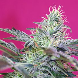 Sweet Seeds Sweet Cheese (Автоцветущие феминизированные)