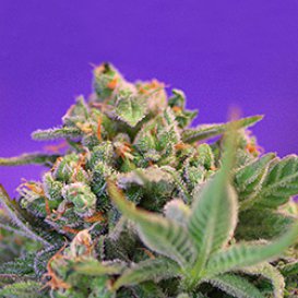 Sweet Seeds Sweet Cheese (Феминизированные)