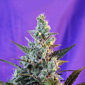 Sweet Seeds Sweet Skunk (Автоцветущие феминизированные)